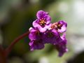 Bergenia cordifolia-2 Bergenia sercolistna